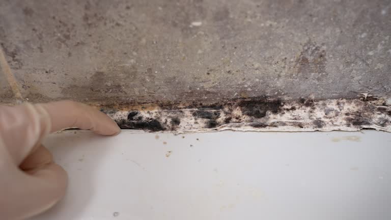 Trusted Pen Argyl, PA Mold Removal Experts